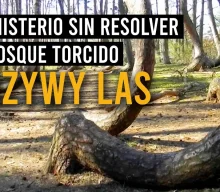 Un misterio sin resolver, el bosque torcido. KRZYWY LAS